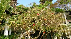 Image result for Erythrina fusca