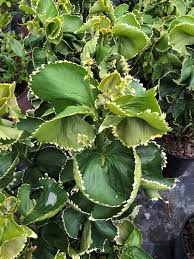 Image result for Acalypha allenii