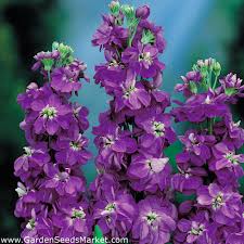 Find the perfect stocks flowers stock photo. Purple Hoary Stock Ten Weeks Stock Excelsior 300 Seeds Garden Seeds Market Free Shipping