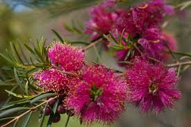 Image result for Melaleuca hypericifolia