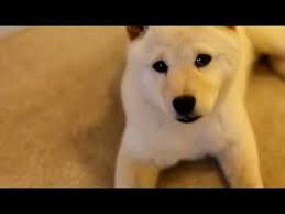 nia white shiba inu cuteness reel shiba inu shiba fur babies