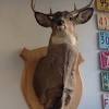 Need to translate saison de la chasse from french? 1