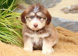 Poodle husky mix puppies can be likened to little tufts of fur. Siberian Husky Poo Puppies For Sale Puppy Adoption Keystone Puppies