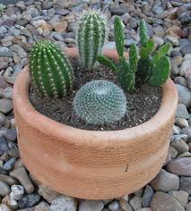 The goats could reach those areas that digging strategically in your garden is the best way to get rid of weeds permanently. 8 Plants That Are Near Impossible To Kill Oversixty