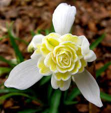 Do All Snowdrops Look Alike Bulbous Plants Rare Flowers Beautiful Flowers