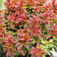 Image result for Berberis