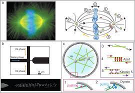 In animal cells, cytokinesis results when a fiber ring composed of a protein called actin around the center of the cell contracts pinching the cell into two daughter cells, each with one nucleus. Reconstitution Of Basic Mitotic Spindles In Cell Like Confinement Biorxiv