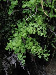 Image result for Adiantum capillus-veneris