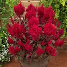Celosia Dragon S Breath Dragons Breath Plant Flowers Dragons Breath