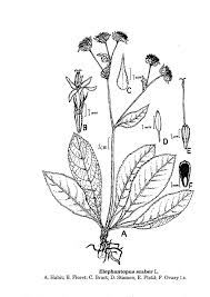 Image result for Elephantopus scaber