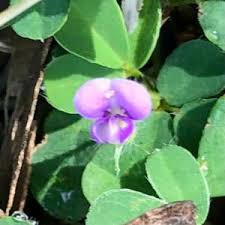 Image result for Grona adscendens