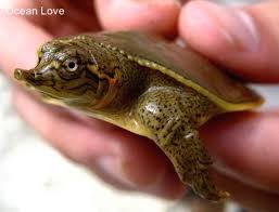 Does Anyone Know What Breed This Little Guy Is Turtle Turtles Cute Oceanlove Baby Turtles Turtle Tortoise Turtle