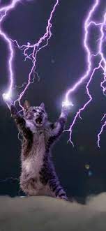 591x1280 Cat Phone Wallpaper Phone Wallpaper Funny Wallpapers