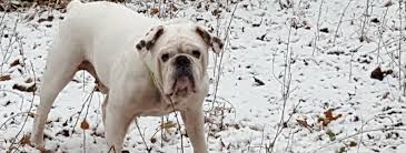 Humane shelter award for american. Illinois English Bulldog Rescue
