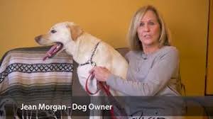 Pet wellness clinics has updated their hours and services. Welcome To Pet Wellness Clinic Youtube Cute766