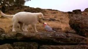 Old indian movie where the star has a dog helping him these pictures of this page are about. Golden Retriever Who Played In Film Napoleon Land Of Puregold Foundation