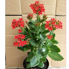 We did not find results for: Tanaman Hias Cocor Bebek Merah Shopee Indonesia