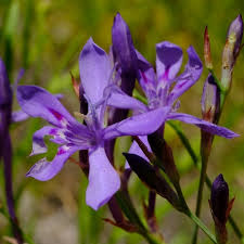 Image result for Afrosolen