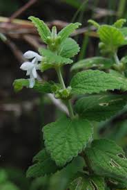 Image result for Leucas milanjiana