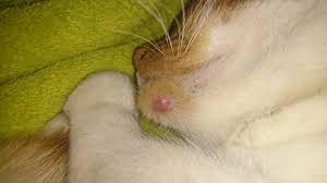 For example, if your cat has a mast cell tumor, you may notice lumps on your cat's neck or head. Large Pink Lump Under Cats Chin Thecatsite