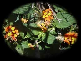Image result for Lantana angolensis