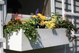 Contrast their pink and white blossoms with plantings of deep green hosta lilies. 37 Gorgeous Window Flower Boxes With Pictures