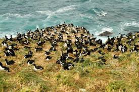 Check out these islands in auckland that you can reach by ferry. Unesco World Heritage Centre Document Auckland Island Shag Colony Enderby Island In The Auckland Islands New Zealandcolonie De Cormoran Des Iles Auckland Ile Enderby Dans Les Iles Auckland Nouvelle Zelandeaucklandscharbe