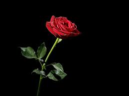 We offer an extraordinary number of hd images that will instantly freshen up your smartphone or computer. Red Rose Black Background Black Roses Wallpaper Red Flower Wallpaper Black Background Wallpaper
