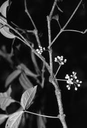 Image result for Millettia psilopetala