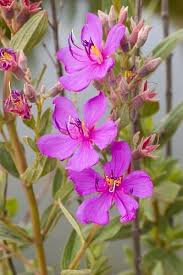 Image result for Dissotis pulchra