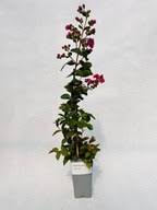 Image result for Komule střídavolisté