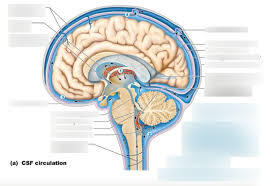 Ventricles And Csf Flow Diagram Quizlet