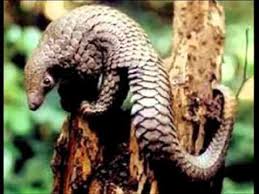 Gambar flora dan fauna indonesia alamendah s blog 10 contoh fauna asiatis negara indonesia yang luas dan berbentuk kepulauan menyebabkan terjadinya perbedaan bukan hanya dalam suku budaya dan bahasa daerah tetapi juga dari segi jenis faunanya di indonesia wilayah persebaran. Fauna Asiatis Youtube