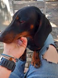 Image result for jezevčík hladkosrstý