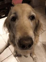 Sad Golden Retriever Gifs Tenor