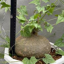 Image result for Oxyanthus goetzei