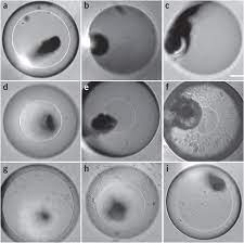 We did not find results for: Constructing Droplet Interface Bilayers From The Contact Of Aqueous Droplets In Oil Nature Protocols