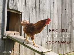 This makes alaska a great name for a snow white hen. Epic List Of Chicken Coop Names Lovetoknow