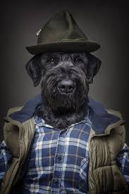 Photographer Dresses Dogs Up In Human Clothing Based On Their Personalities Dog Dresses Dog Wearing Clothes Dressed Up Dogs