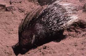 One of the most prominent questions that prospective owners ask is: Indian Crested Porcupine Encyclopedia Of Life