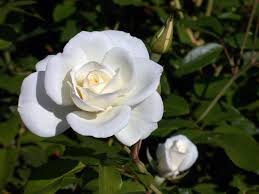 Anche oggi le rose bourbon possono suddividersi in grandissimi fiori di color rosso. Rosa Iceberg Fiori Di Piante Coltivare Rose