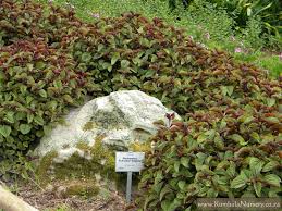 Image result for Plectranthus fruticosus