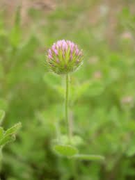 Image result for Trifolium masaiense