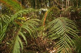 Image result for Osmundaceae