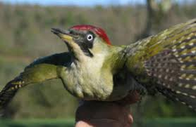 The woodpecker is also represented in heraldry as a symbol of strength, perseverance and endurance. Picchio Verde