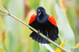 Red Winged Blackbird Carouge A Epaulettes Agelaius Phoeniceus