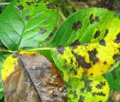斑点性の糸状菌病 症状 対策 予防