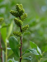 Image result for Myrica chimanimaniana