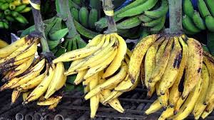 Check spelling or type a new query. Mau Tau Beda Pisang Agung Dan Pisang Tanduk Berikut Ulasanya Jenis Pisang Dan Manfaatnya