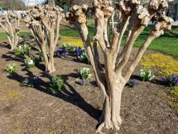 We did not find results for: Tips Information About Crepe Myrtle Gardening Know How